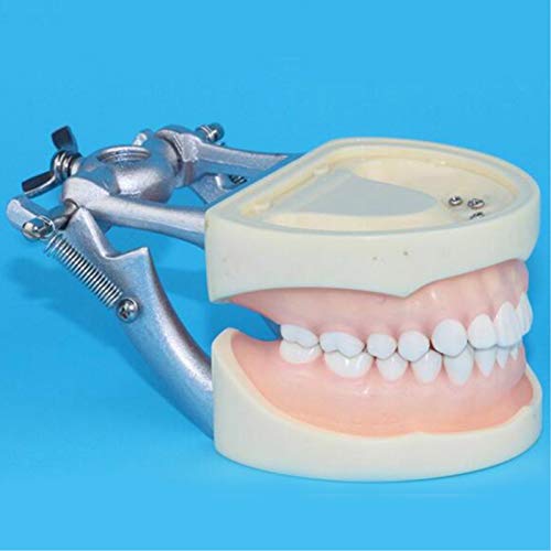 JL Cuidado De Los Dientes Dentales Modelo, Est�ndar para Adultos Demostraci�n Dientes Modelo, para Kindergarten Ense�ando Herramienta Ejercicios Y Demostraciones Modelo
