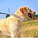 Reflektierendes personalisiertes Hundehalsband, individuell Besticktes ID-Halsband mit Kosename/Telefonnummer, verstellbares Hundehalsband mit Schnellverschluss, 3 Größen für Welpen und Hunde