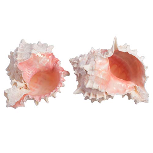 Hermit Crab Murex Shell | 2 Pink Murex Sea Shell | 3" -4" | Hermit Crab Home | Plus Free Nautical eBook by Joseph Rains