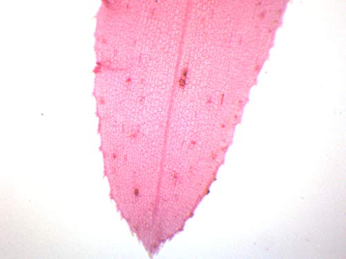 Image of EISCO Elodea, Submerged Leaf - Prepared Microscope Slide - 75 x 25mm - Microscopy