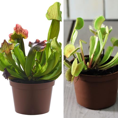Carnivorous Plants Collection - Half-Hardy Perennial - Two Popular Varieties - Easy to Grow Your Own - Wonderful Houseplant Display - 2X 9cm Potted Plant by Thompson and Morgan