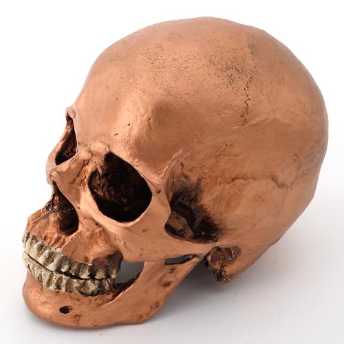 Cranstein Scientific Menschlicher Schädel mit Unterkiefer | Totenkopf | Deko (Farbe Kupfer)