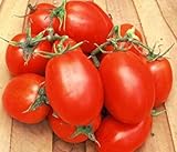 VISA STORE 1000 Semillas de Roma VF - tomates tipo puré