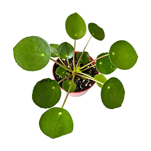 Chinese Money Plant, Peperomia pilea, Live Indoor Plant, 4 inch Pot - Hopewind Plants Shop