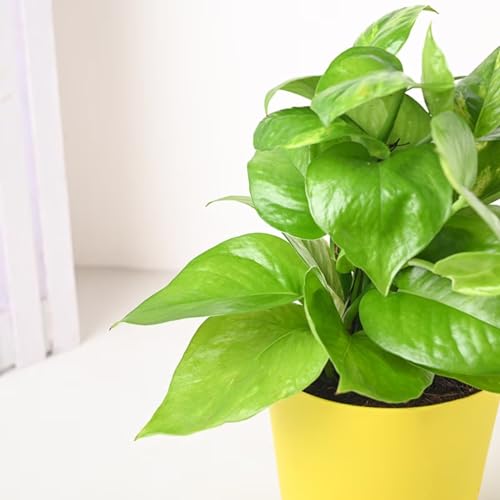 Image of FlowerAura Decorative Air Purifying Good Luck Money Live Indoor Plant In Self Watering Plastic Pot Vase For Living Room, Table Decor, Balcony, Bedroom, Office /Home Decoration (Same Day Delivery)