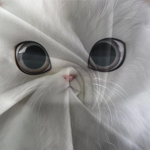 Parure de lit British Shorthair 3D microfibre de qualité supérieure lit simple