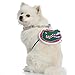 Littlearth NCAA Pet Fan Chain Florida Gators