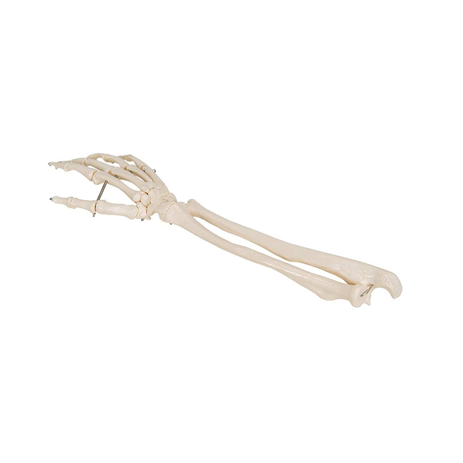 1pc Simulation Kunst medizinische Hand Knochen mit Ulna und Radius Modell Unterarm Knochen