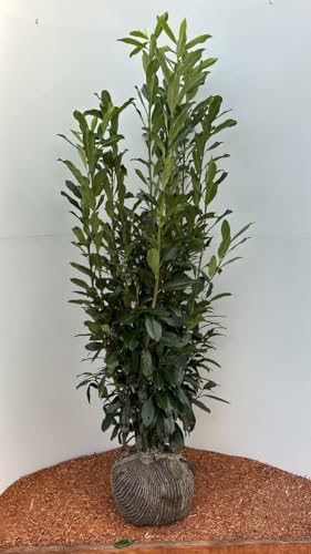 Kirschlorbeer Genolia 2 Stück 120-150 cm – Schmale Heckenpflanze