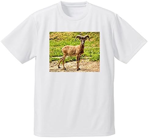 Amazon 羊 ムフロン 大きな角 フォトプリントtシャツ オリジナルプリント 通販