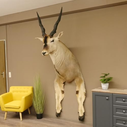GTK - Geweihe & Trophäen KRUMHOLZ Riesengroßer Eland BULLE Kopfpräparat mit Füße