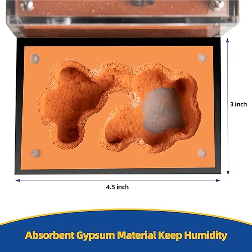 Rimsunta Ant Farm Ant House for ant Farm for Adults Study of Ant Behavior Ant Nest ant Terrarium Educational Formicarium for Live Ants and Queen - Image 6