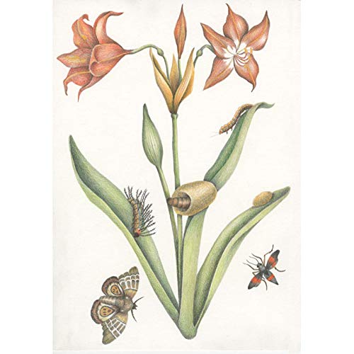 Maria Sibylla Merian. La Magia Della Crisalide. Ediz. A Colori - 2