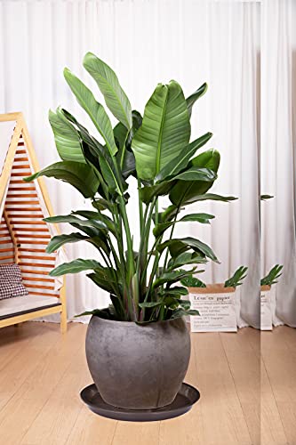 Angde 6 Pack Of Plant Saucer 21 Inch (19 Inch Base), Plastic Plant Saucers 20" Round, Flower Trays For Indoors Outdoor, Plant Drip Trays For Pots, Plant Water Tray For Planter 19"/21/22" (Dark Brown) #TOP6