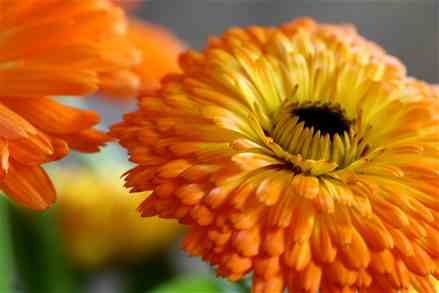 Creative Farmer Flower Seeds : Pot Marigold Mixed Seeds For Small Pot Seeds Flower Garden [Home Garden Seeds Eco Pack] Plant Seeds (B078RGL3QC) Amazon Price History, Amazon Price Tracker