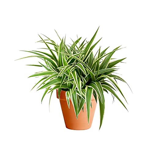 DECOALIVE Chlorophytum con Maceta de Cerámica Cinta, Planta Araña o Lazo de Amor Planta de Interior