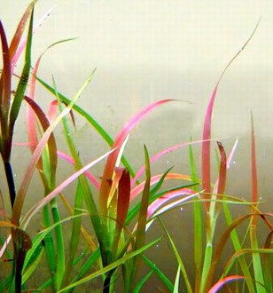 Kriechende Binse/Juncus repens im Topf : Amazon.de: Garten