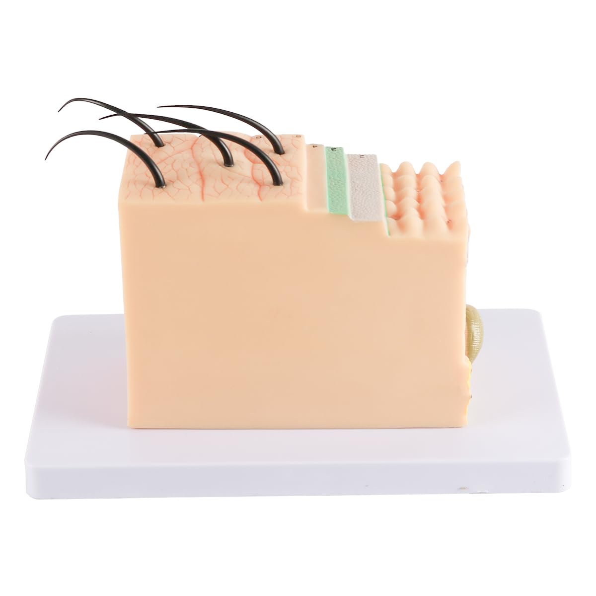 Modelli Artificiali Modello di Pelle ingrandito 35x per Studio anatomico e Istruzione dermatologica Modello di Struttura della Pelle 3D con 25 marcatori digitali Materiale in PVC