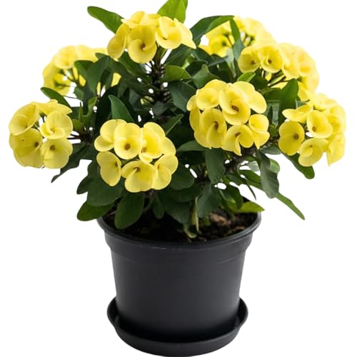 Live Crown of Thorns Plant Euphorbia Milii Succulent Flowering Houseplant 4-8 Inches Tall for Indoor or Outdoor Planting (Yellow Crown of Thorns)