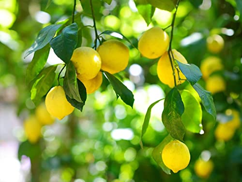 Image of Organic Lemon Seeds (Nimbu Beej) - Pack of 50 Non-Hybrid Seeds, Perfect for Pots, Urban Farming, and Home Gardening, Ideal for Growing Fresh in Various Growing Environments
