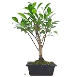 Planta natural. Ficus Retusa Natural Uno de los Bonsáis más Populares y Conocidos
