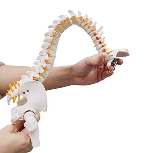 Image of 15.5 inch Mini Human Spine Model, Bendable Spinal Cord with Herniated Disk, Nerves, Arteries, Pelvis, and Femur Stumps, for Medical Students and Chiropractors, Includes Stand
