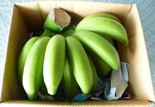 Amazon 名嘉眞さんの沖縄産 完全無農薬 銀バナナ 予約販売 約1kg相当分 皮が白みかかっている珍しい沖縄のバナナ オリーブガーデン バナナ 通販