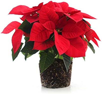 Plants by Post Poinsettia, 6", Red