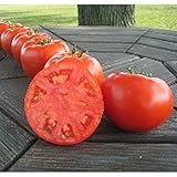 Generic Mountain Merit Tomato Seeds (45+ Seeds) Seeds for Planting, Gardens, Greenhouses, Vegetable, Fruit, Tomatoes