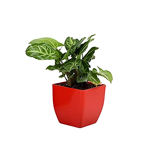 Image of Live Indoor Plants with Decorative Pot for Living Room, Balcony and Garden (3Inch Pot, Assorted Colour) (Syngonium)