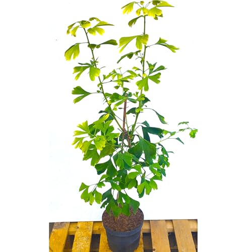 Ginkgo biloba Ginkgobaum Baum Pflanze Fächerblattbaum 3 Jahre