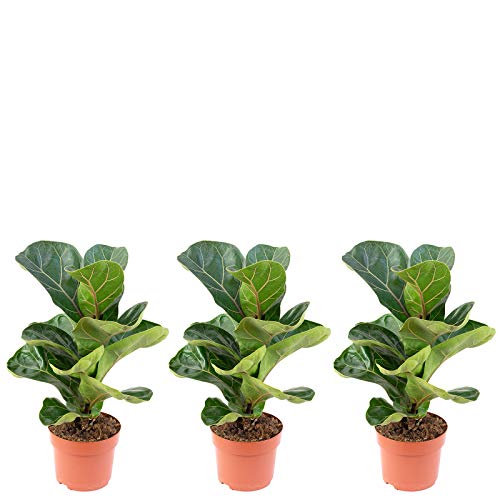 3er-Set Geigenfeige Bambino - echte Zimmerpflanze, Ficus Lyrata Bambino - Höhe ca. 35 cm, Topf-Ø 12 cm