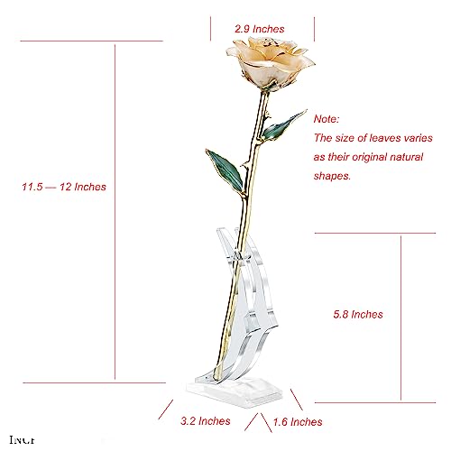 Image of 24K Gold Dipped Rose, Gold Dipped Rose Made from Real Rose Best Gifts for her and Great Gifts for My Love, Ivory with Stand