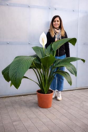 POWERS TO FLOWERS - SPATHIPHYLLUM SENSATION GRANDIFLORA, SPATIFILLO XXL IN VASO 24cm diametro, pianta vera