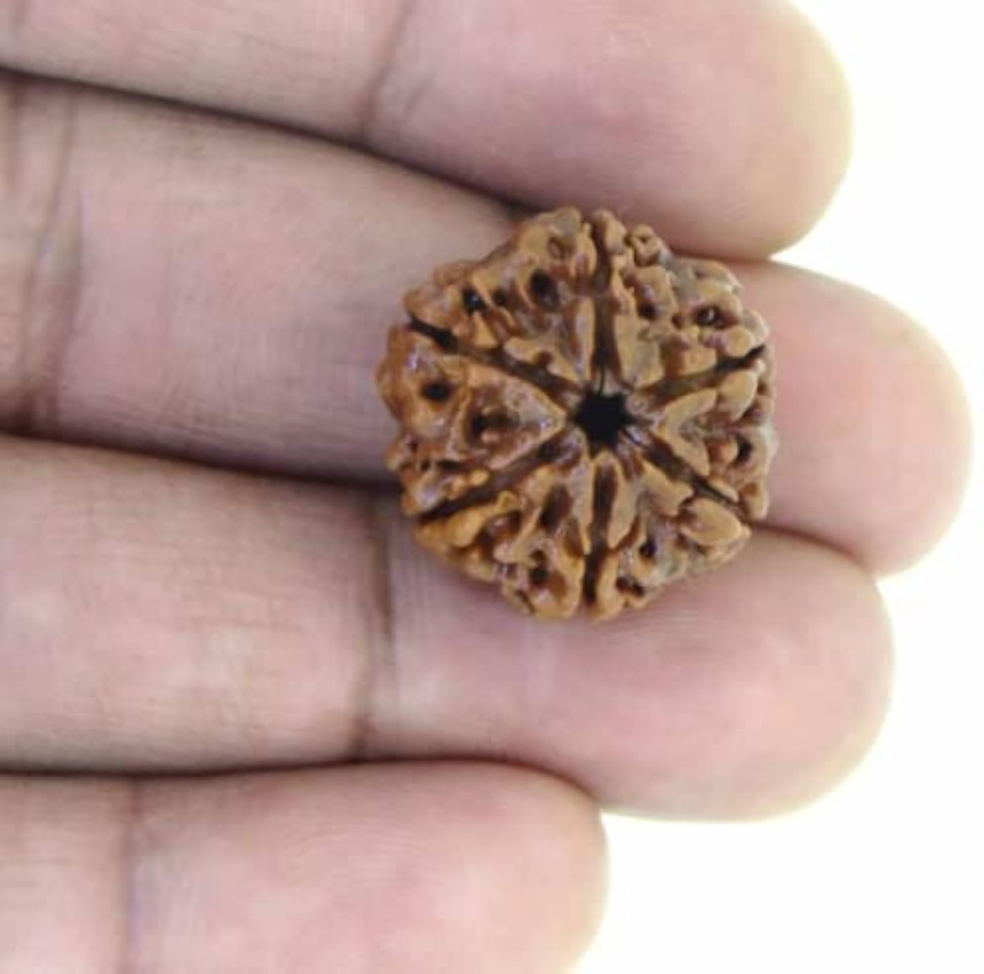 Six Mukhi Rudraksha Bead, Natural Certified from Nepal
