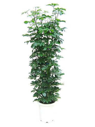 �V�F�t���� �z���R���J�|�b�N(���Ȃ�)
