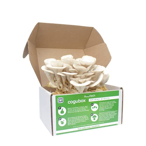 Cogubox - Caixa Cultivo De Cogumelo Shimeji Branco Em 7 Dias