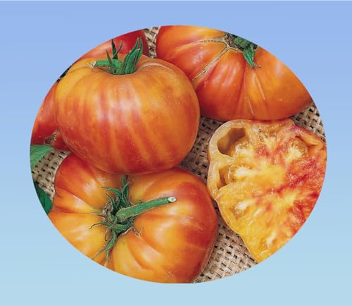 graines de tomate big rainbow 50 graines - Planète graines - tomate ancienne rouge jaune - Solanum lycopersicum