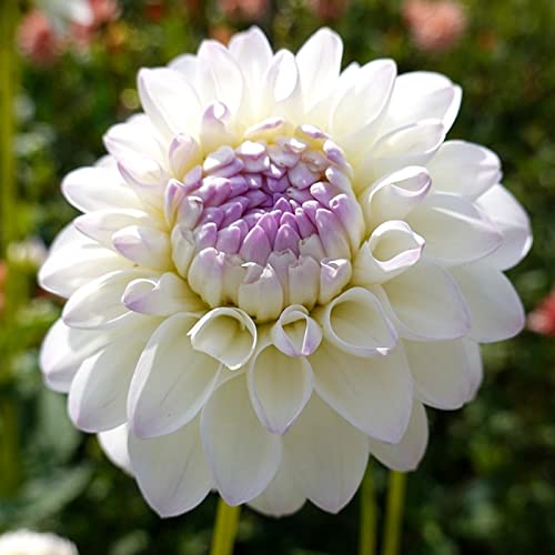 Zinnia Bulbi de fleur Dalia Bulbe Dalia Bulbi de dalia perenni Decorazione del giardino Decorazione del giardino