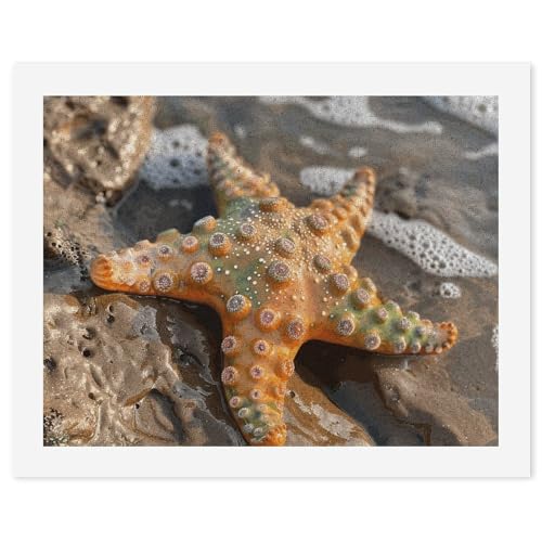 Kit de pintura por números para adultos principiantes de estrellas de mar lienzo óleo digital
