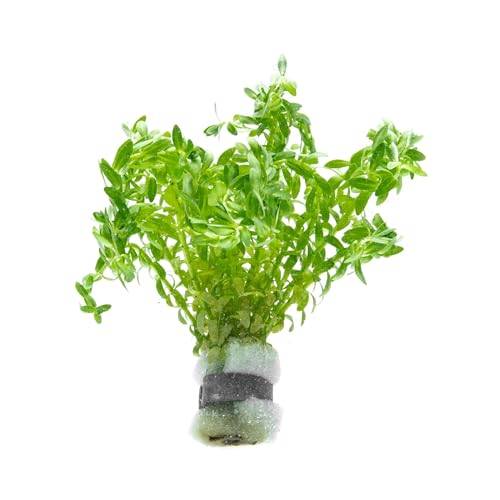 SubstrateSource Live Plants – Water Hedge (Didiplis Diandra) – High Light, Green with Red Tips, Midground to Background Accent – Lead Bunch, 1 Pack