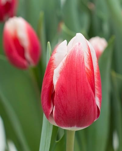 Live Green Tulip Imported Flower Bulbs (Lech Walesa 1pc) (B0CLDWBY8M) Amazon Price History, Amazon Price Tracker
