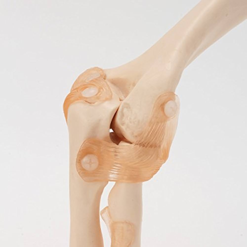 Amazon.co.jp: 7ウェルネ 肘関節模型 実物大 [ 人体模型 骨格