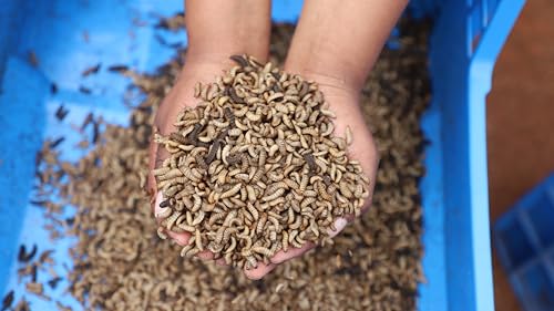 Premium Futter für Wildvögel - Meisen, Rotkehlchen, Amseln &Spechte – Soldatenfliegenlarven – Mehr Calcium als Mehlwürmer, 3 Liter (500 g)