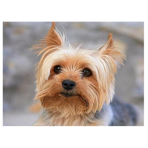 Peinture diamant adulte 5D DIY Yorkshire Terrier strass carré 80x100cm