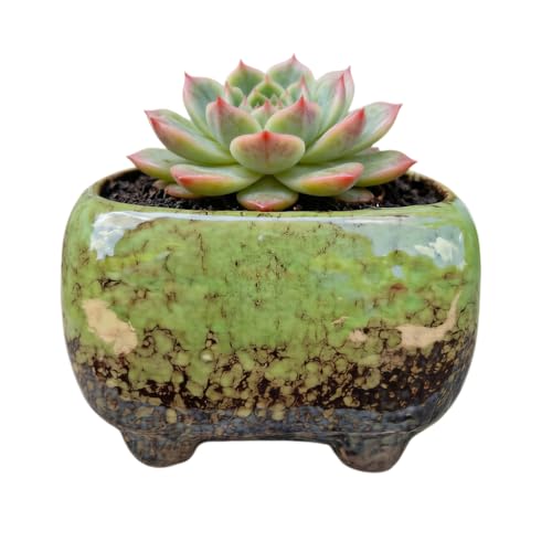 SJBAG Cute 4.7 Inch Rectangle Ceramic Home Garden Decoration