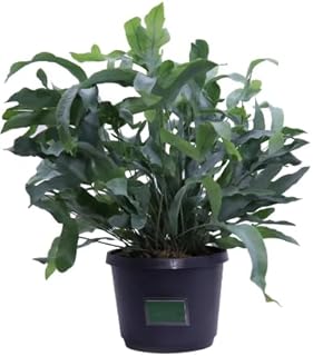 Helecho Estrella Azul Planta Natural de Interior o Exterior con Hojas de Color Azul Verdoso