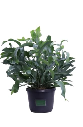 Helecho Estrella Azul Planta Natural de Interior o Exterior con Hojas de Color Azul Verdoso