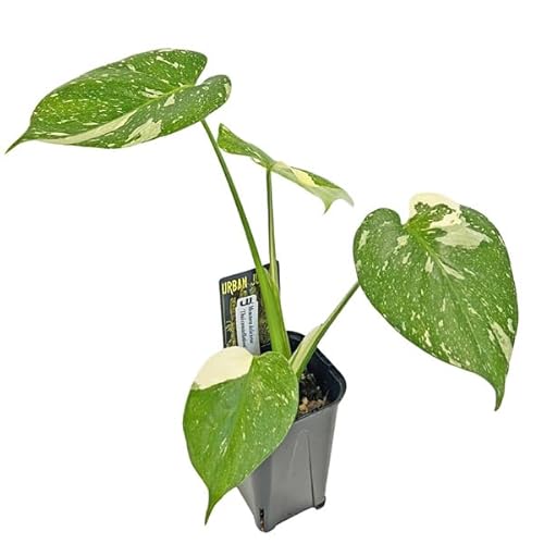 UJ �����X�e�� �^�C�R���X�e���[�V���� ������ 3.5�� �A�[�o���W�����O�� Monstera deliciosa Thai constellation �ϗt�A�� (�Ǘ��ԍ�#010)