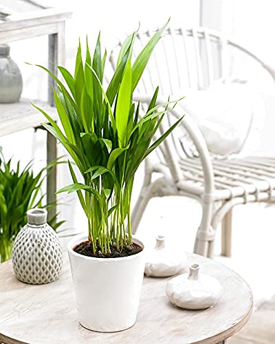 UGANIO PLANT Areca Palm Indoor Live Plant/Oxygen Giving plant In 5” Pot.(Pack of 1) (B0983TY6RC) Amazon Price History, Amazon Price Tracker